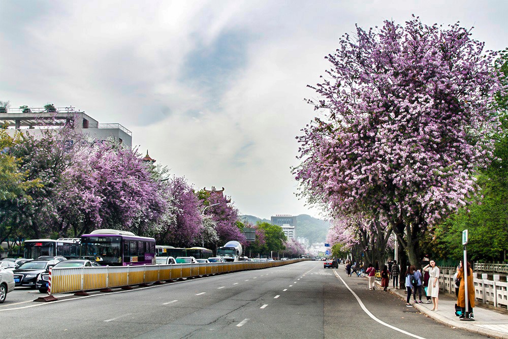 這么多年,終于來西禪寺工業路拍了羊蹄甲,真是醉倒一大片